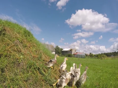 Ducks are going to swim 動画素材 78186643