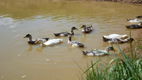 Ducks are going to swim Video stock 78186771