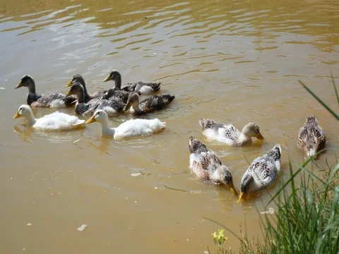 Ducks are going to swim Stock Footage 78186795