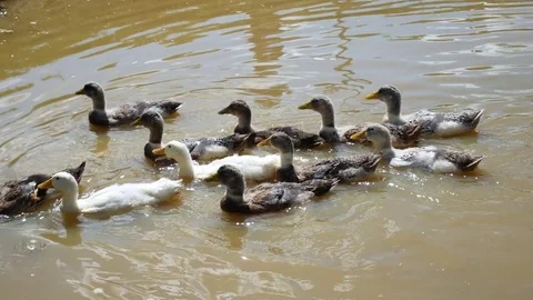 Ducks are going to swim Stock Footage 78186820