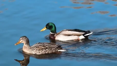 The ducks are having a marvelous time in the unusually beautiful water. 4K video Stock Footage 303098490