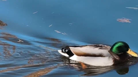 The ducks are having a marvelous time in the unusually beautiful water. 4K  Stock Footage 303098565