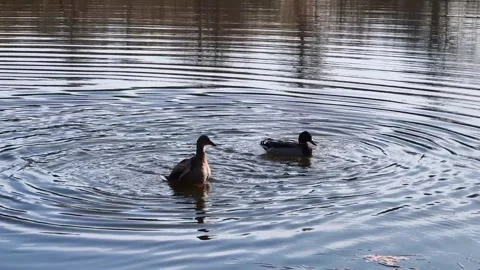 The ducks are having a marvelous time in the unusually beautiful water. Stock Footage 303098662