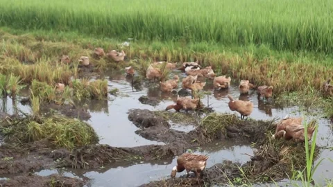 Ducks are looking for food in the fields. Stock Footage 221203770
