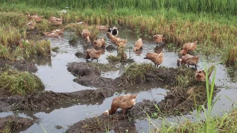 Ducks are looking for food in the fields. Lots of ducks Stock Footage 221203784