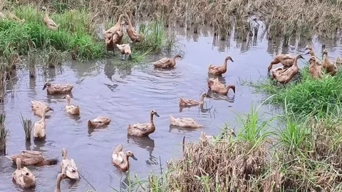 Ducks are looking some food Video stock 244217341