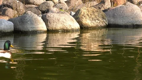 Ducks are Passing in Lake Видео 102874568