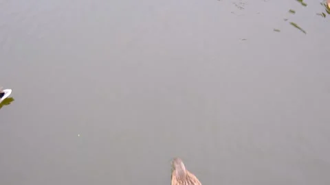 Ducks are peacefully floating and searching for food in a pond Stock Footage 319691426