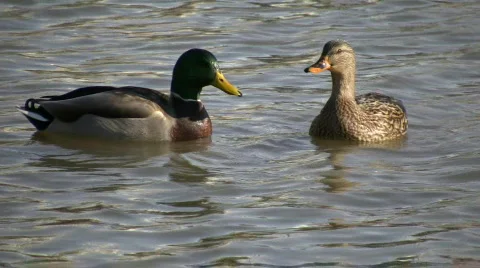 Ducks are performing the head bobbing mating dance (High Definition) Stock-Footage 67244