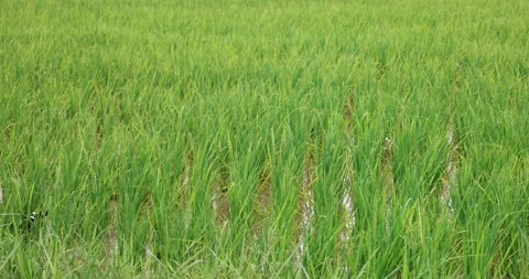 Ducks are playing in the newly planted rice fields. Stock Footage 314762582