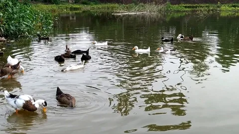 Ducks are playing in pond 動画素材 111221587