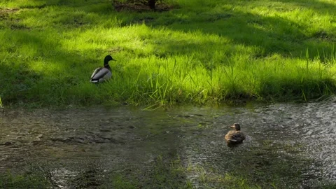 Ducks are relaxing in nature 스톡 동영상 320376364