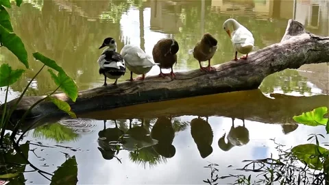 Ducks are resting on a dead tree lying on the lake Stock Footage 134715322