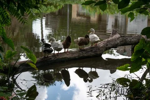 Ducks are resting on a dead tree lying on the lake Foto stock