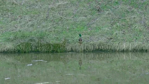 Ducks are resting Video stock 326971317