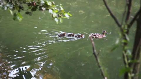 Ducks are in the river Stock Footage 26540955