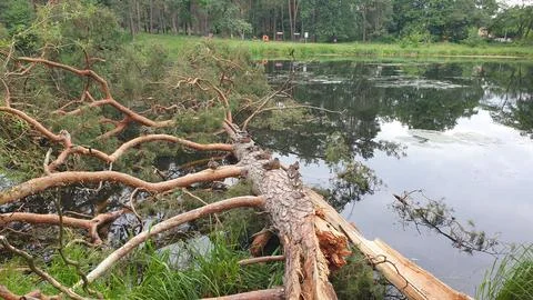 Ducks are sitting on a fallen tree. Stock Photos