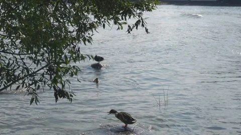 Ducks are sitting on stones near the shore Vidéo 108304853