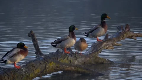 Ducks Are Sitting On A Tree Peering Out Of The Water Stock Footage 275338647