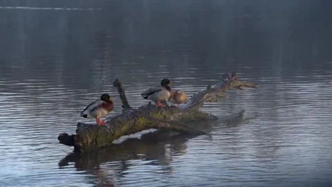 Ducks Are Sitting On A Tree Peering Out Of The Water Stock Footage 275338771