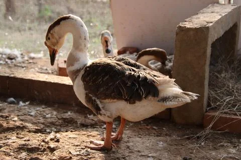 Ducks are standing and looking down Stock Photos