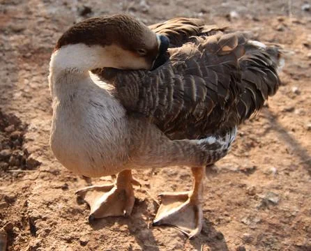 Ducks are standing and looking back Foto stock