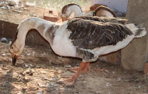 Ducks are standing and looking down to find insects Stock Photos