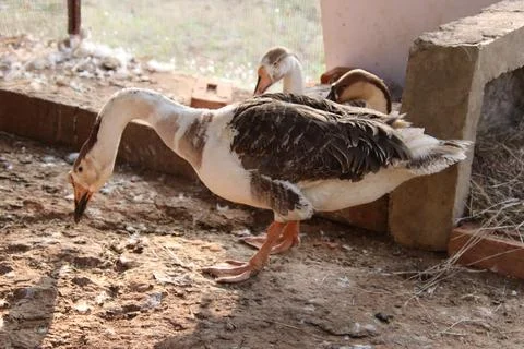 Ducks are standing and looking down to find insects Stock-Fotos
