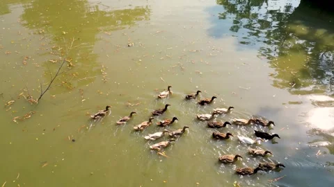 Ducks are swimming and looking for food in pond  Stock Footage 273632774