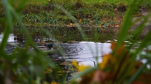 Ducks are swimming Stock Footage 72602011