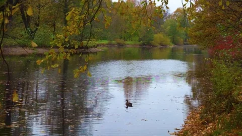 Ducks are swimming Stock Footage 72602232