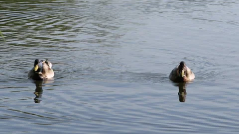 Ducks are swimming Video stock 91326423