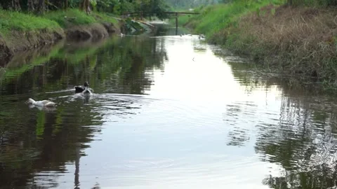 Ducks are swimming in a line Stock Footage 209119837