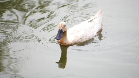 The ducks are swimming naturally 스톡 동영상 105954775