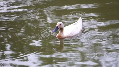The ducks are swimming naturally 库存影片 105954872