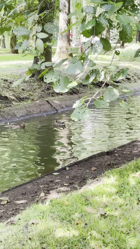 Ducks are swimming in the pond Stock Footage 280436737