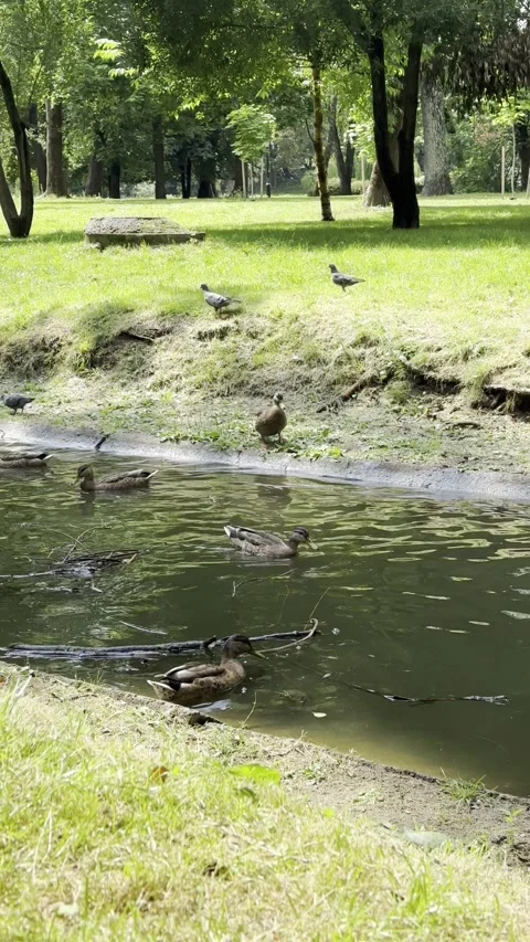 Ducks are swimming in the pond Stock Footage 280436755