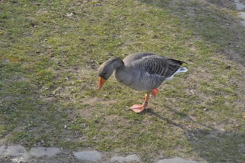 The ducks are together looking for something to eat Stock Photos