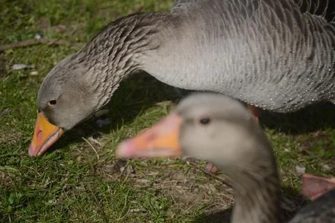 The ducks are together looking for something to eat Stock Photos