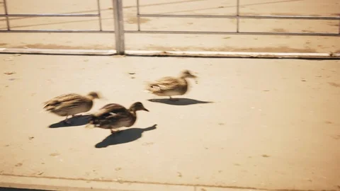 The ducks are trying to take each other's bread. Funny birds. Cool shots. Stock Footage 121409597