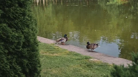 Ducks are walking and interacting along a water's edge in a green park. The Vidéo 344527506