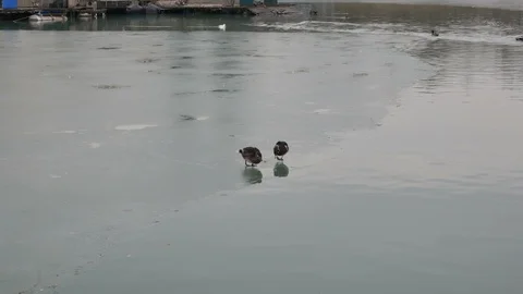 Ducks are walking on the ice 库存影片 103344373