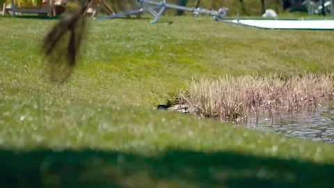 Ducks are walking in the park Stock Footage 74766368