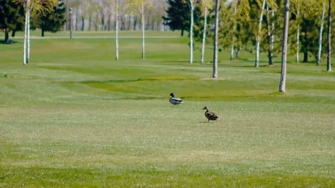 Ducks are walking in the park Stockbeeldmateriaal 74766544