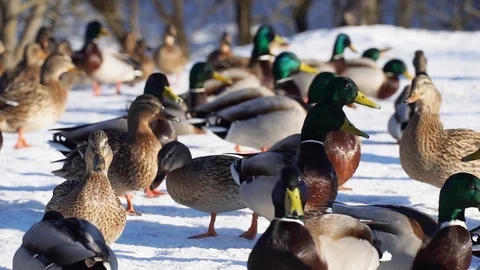 Ducks are walking in the snow. Gray and multicolored. Slow motion. Stock Footage 104001756