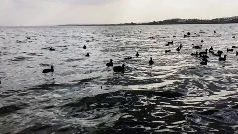"Ducks are walking by the stream and swim in the pond" Stock Footage 81747139