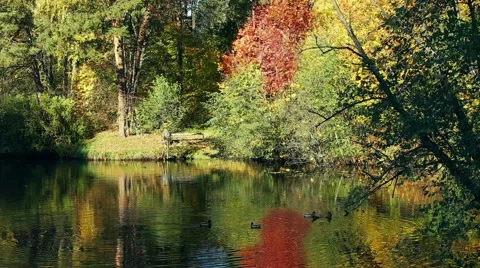 Ducks on Autumn Lake Video stock 68620832