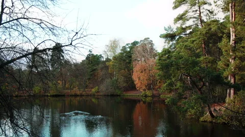 Ducks on Autumn Lake 스톡 동영상 68753677
