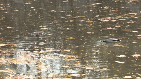 Ducks in autumn park Stock-Footage 1015935