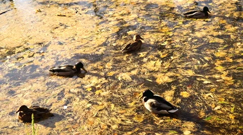 Ducks in the autumn pond. Stock Footage
